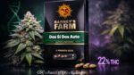 Dos Si Dos Auto Barney’s Farm autoflower cannabis seeds indica dominant strain