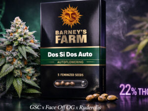 Dos Si Dos Auto Barney’s Farm autoflower cannabis seeds indica dominant strain