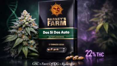 Dos Si Dos Auto Barney’s Farm autoflower cannabis seeds indica dominant strain