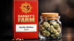 gorila-zkittlez-auto-sporia-kannabis Gorilla Zkittlez Auto Barney’s Farm autoflower cannabis seeds indica dominant strain