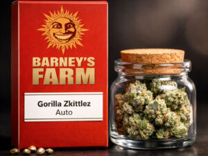 Gorilla Zkittlez Auto Barney’s Farm autoflower cannabis seeds indica dominant strain