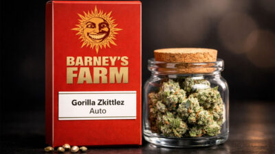 Gorilla Zkittlez Auto Barney’s Farm autoflower cannabis seeds indica dominant strain