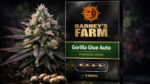 Gorilla Glue Auto Barney’s Farm autoflower cannabis seeds high THC strain