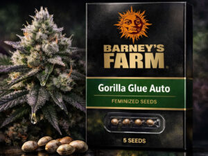 Gorilla Glue Auto Barney’s Farm autoflower cannabis seeds high THC strain