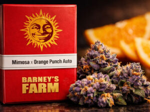 Mimosa x Orange Punch Auto Barney’s Farm autoflower cannabis seeds citrus strain