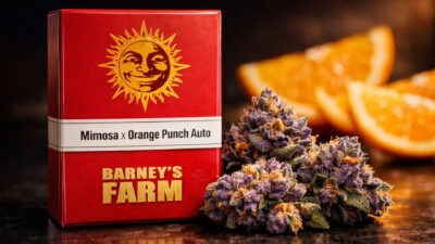 Mimosa x Orange Punch Auto Barney’s Farm autoflower cannabis seeds citrus strain