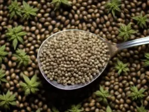 Σπόροι Κάνναβης