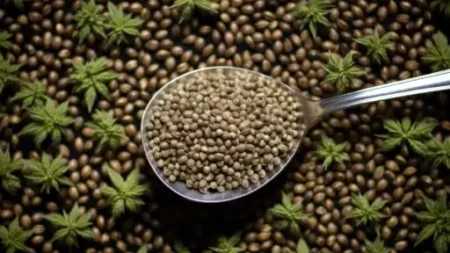 Σπόροι Κάνναβης