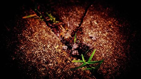 Ρόφημα προστάτη