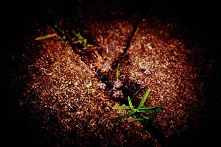 Ρόφημα προστάτη