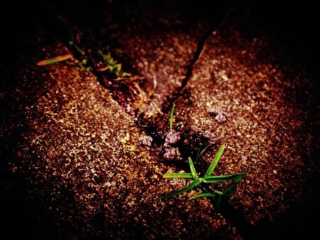 Ρόφημα προστάτη