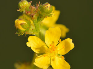 Αγριμόνιο αποξηραμένο βότανο για στυπτική, αντιφλεγμονώδη δράση, λαιμό και πέψη