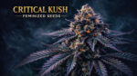 Critical Kush Barney’s Farm feminized cannabis seeds indica strain