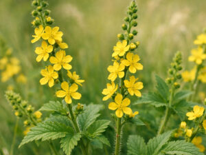 Αγριμόνιο αποξηραμένο βότανο για στυπτική, αντιφλεγμονώδη δράση, λαιμό και πέψη