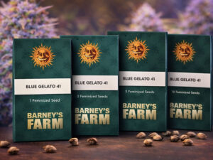 Blue Gelato 41 Barney’s Farm feminized cannabis seeds indica dominant strain