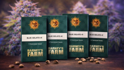 Blue Gelato 41 Barney’s Farm feminized cannabis seeds indica dominant strain