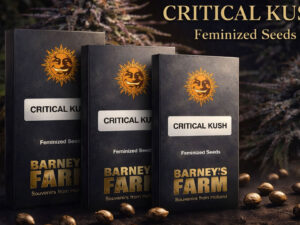 Critical Kush Barney’s Farm feminized cannabis seeds indica strain