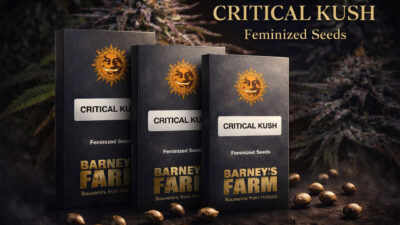 Critical Kush Barney’s Farm feminized cannabis seeds indica strain