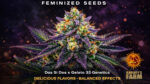 Dos Si Dos 33 Barney’s Farm feminized cannabis seeds high THC strain