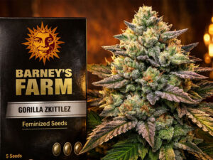 Gorilla Zkittlez – Feminized Seeds (Barney’s Farm)