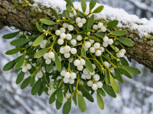 Ιξός γκι βότανο για πίεση, κυκλοφορικό και χαλάρωση σε αποξηραμένη μορφή| DonCapone