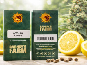 Amnesia Lemon Barney’s Farm feminized cannabis seeds sativa strain
