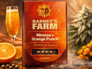 Mimosa x Orange Punch – Feminized Seeds (Barney’s Farm)