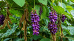 Mucuna pruriens σκόνη 100gr σε συσκευασία DonCapone superfood προϊόντων