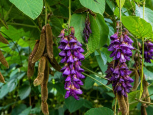Mucuna pruriens σκόνη 100gr σε συσκευασία DonCapone superfood προϊόντων