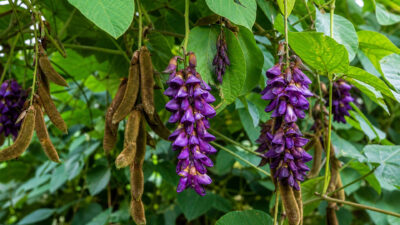 Mucuna pruriens σκόνη 100gr σε συσκευασία DonCapone superfood προϊόντων
