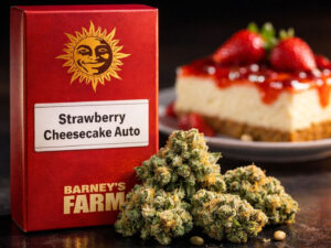 Strawberry Cheesecake Auto Barney’s Farm autoflower cannabis seeds dessert strain