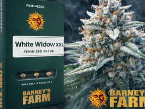 White Widow XXL Barney’s Farm feminized cannabis seeds hybrid strain
