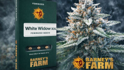 White Widow XXL Barney’s Farm feminized cannabis seeds hybrid strain