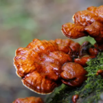 Γανόδερμα bio reishi για ανοσοποιητικό, ενέργεια και αντιοξειδωτική προστασία αποξηραμένο μανιτάρι
