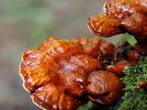 Γανόδερμα bio reishi για ανοσοποιητικό, ενέργεια και αντιοξειδωτική προστασία αποξηραμένο μανιτάρι