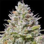 Blue Gelato 41 – Feminized Seeds (Barney’s Farm)