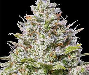 Blue Gelato 41 – Feminized Seeds (Barney’s Farm)