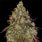 Amnesia Lemon Feminized Seeds – (Barney’s Farm)