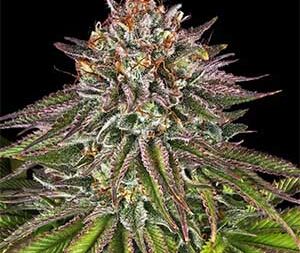 Critical Kush – Feminized Seeds (Barney’s Farm)