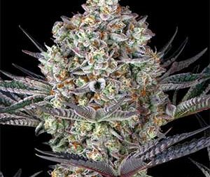 Dos Si Dos 33 – Feminized Seeds (Barney’s Farm)