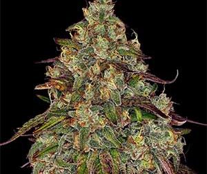 Amnesia Lemon Feminized Seeds – (Barney’s Farm)
