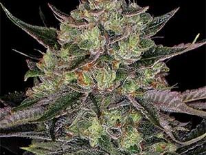 Gorilla Zkittlez – Feminized Seeds (Barney’s Farm)