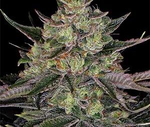 Gorilla Zkittlez – Feminized Seeds (Barney’s Farm)