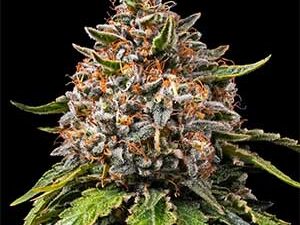 White Widow XXL – Feminized Seeds (Barney’s Farm)