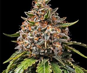 White Widow XXL – Feminized Seeds (Barney’s Farm)
