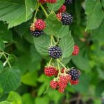 Φύλλα βάτου αποξηραμένα για βήχα & ουροποιητικό– DonCapone