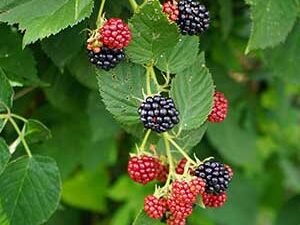 Φύλλα βάτου αποξηραμένα για βήχα & ουροποιητικό– DonCapone