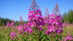 Επιλόβιο (Epilobium ciliatum) για ουροποιητικό, προστάτη και ανακούφιση ήπιων φλεγμονών| DonCapone