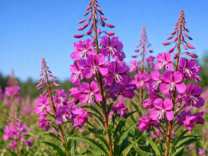 Επιλόβιο (Epilobium ciliatum) για ουροποιητικό, προστάτη και ανακούφιση ήπιων φλεγμονών| DonCapone
