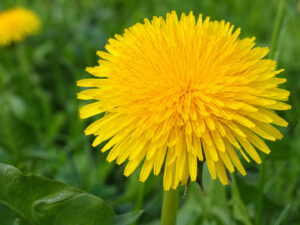 Ταραξάκο Φύλλο (Taraxacum officinale) 50γρ αποξηραμένο βότανο DonCapone
